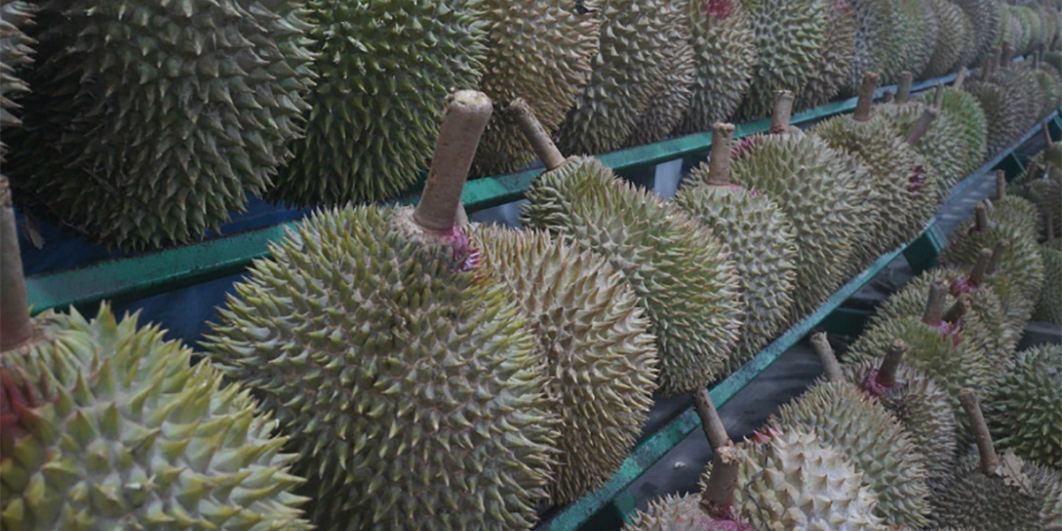 Durian: il “frutto tartufo” spopola nel Sud-Est asiatico ma per gli occidentali puzza
